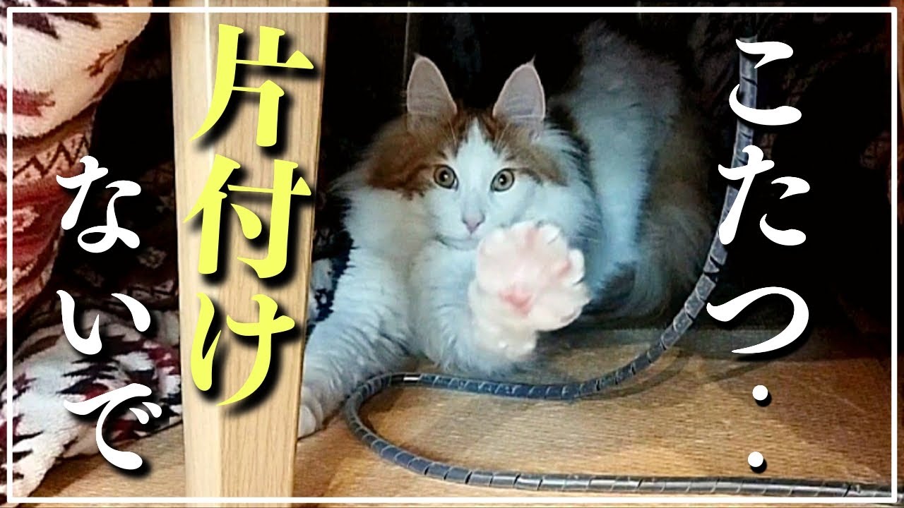 こたつの中でくつろぐ大型猫メインクーン Giant maine coon cat relaxing under a kotatsu.