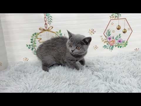 Coo&RIKU　No612605 ブリティッシュショートヘアー