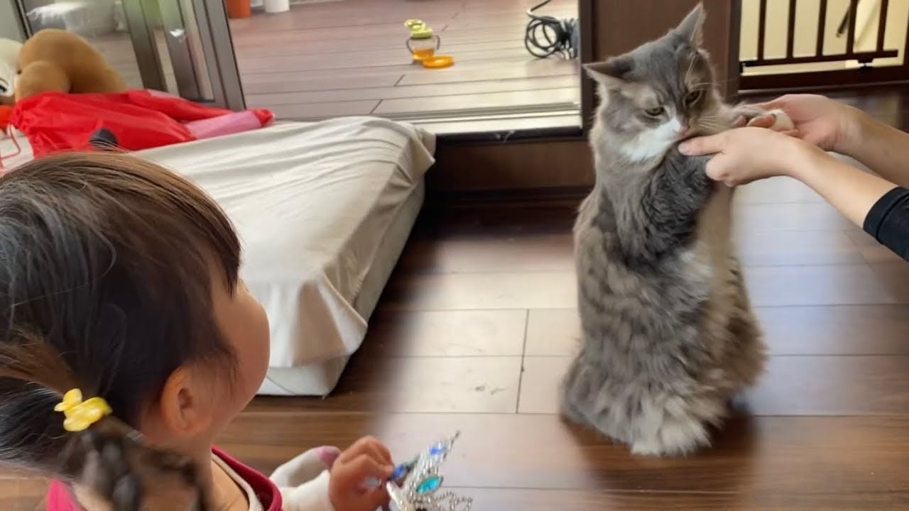 お客さん大歓迎な猫　ノルウェージャンフォレストキャットA welcome cat. Norwegian Forest Cat.