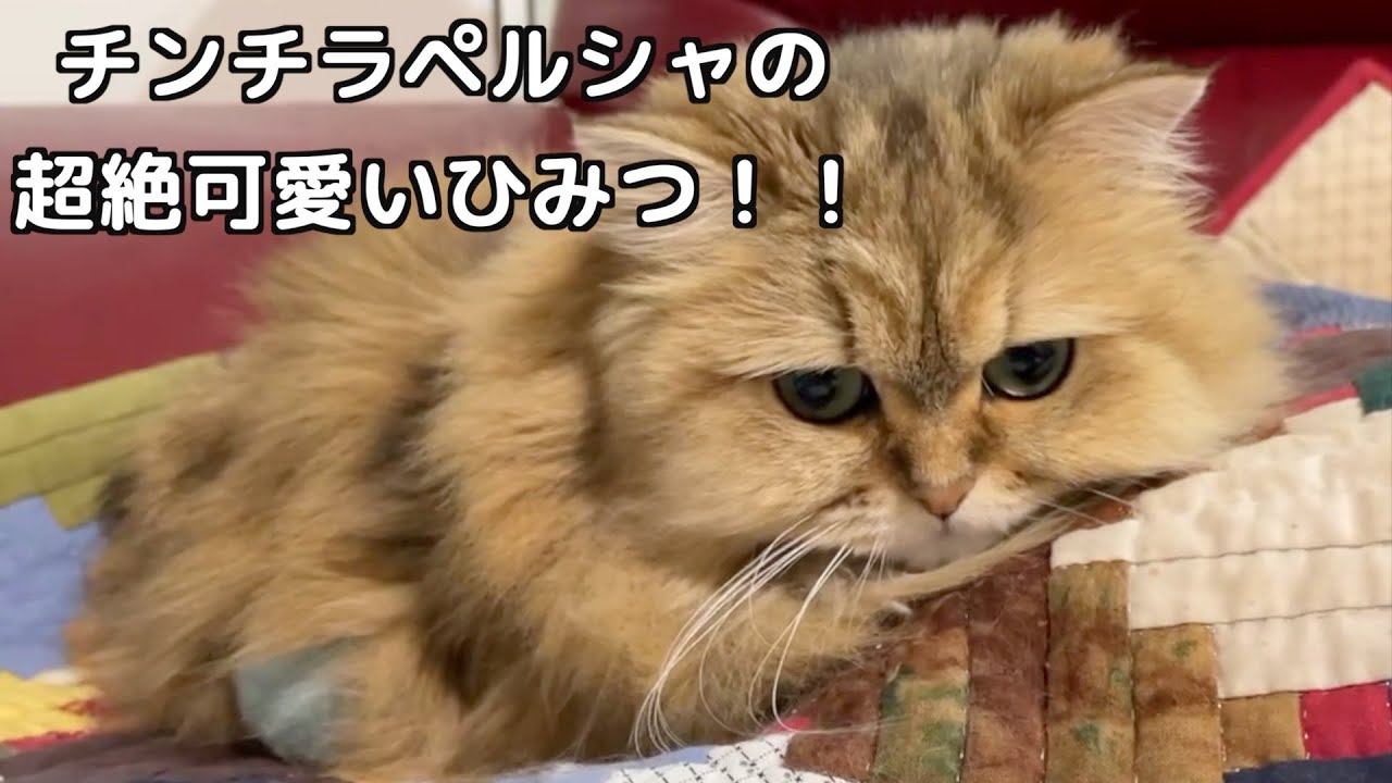 【ペルシャ猫】チンチラペルシャ3ニャンズと暮らして思う❗️なんでこんなに可愛いんやろ？
