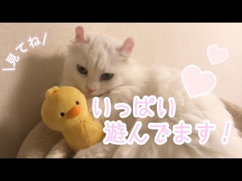 猫たちの遊び集【アメリカンカール】【ノルウェージャン 】【猫】