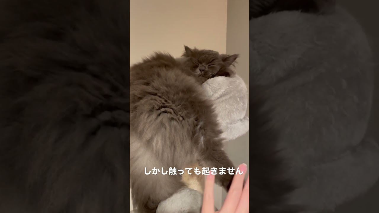 身体が半分くらいはみ出してるのに熟睡してるラガマフィン　#猫のいる暮らし #猫動画  #ラガマフィン