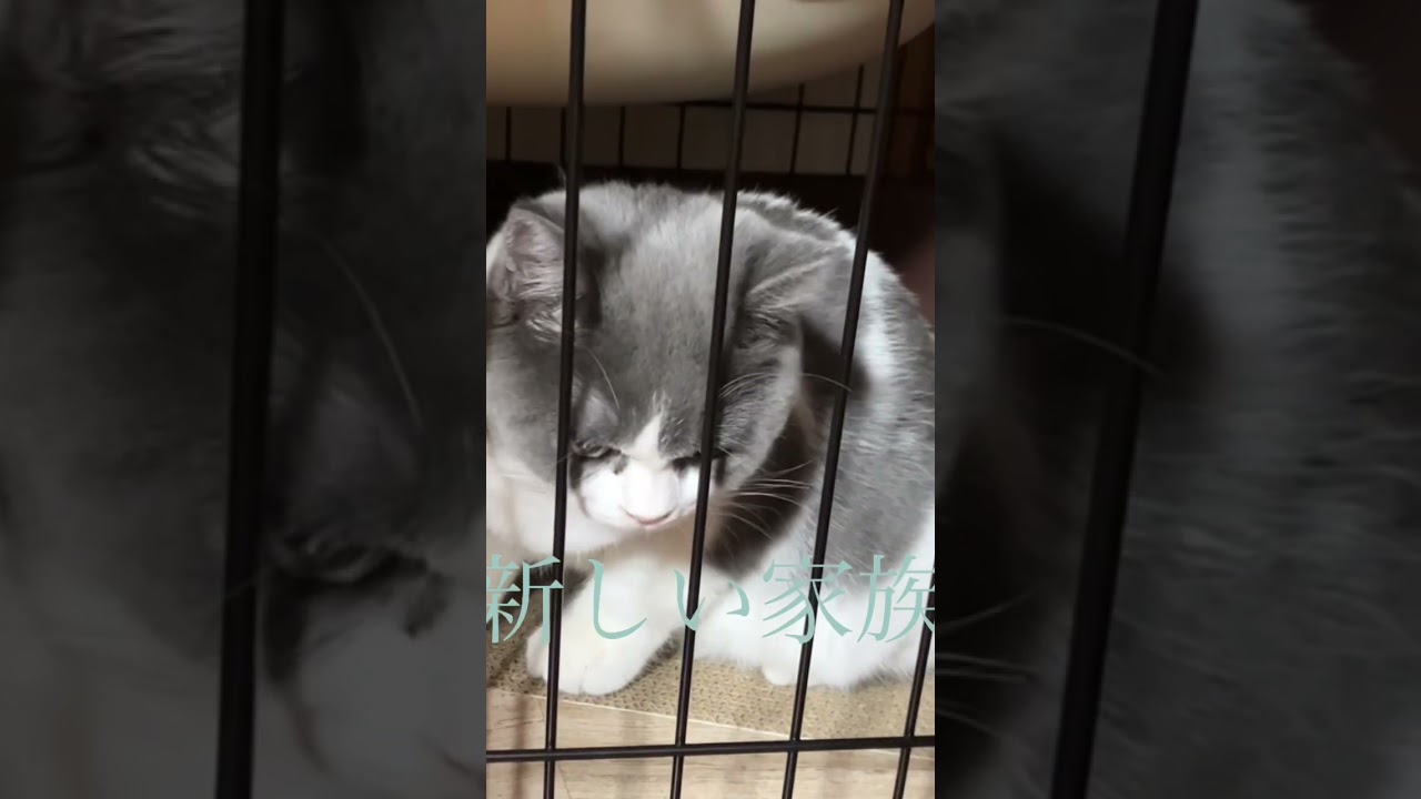 ブリティッシュショートヘア（ブルーホワイト）　柴犬