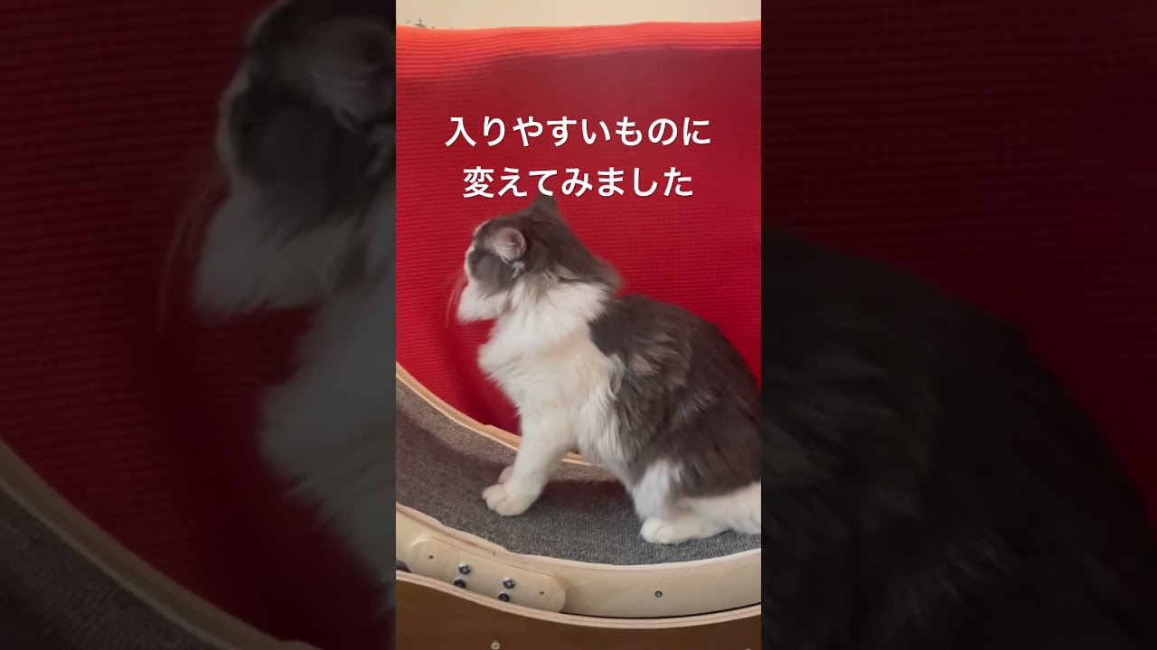 キャットウォークに挑戦するリキ #ノルウェージャンフォレストキャット #キャットウォーク