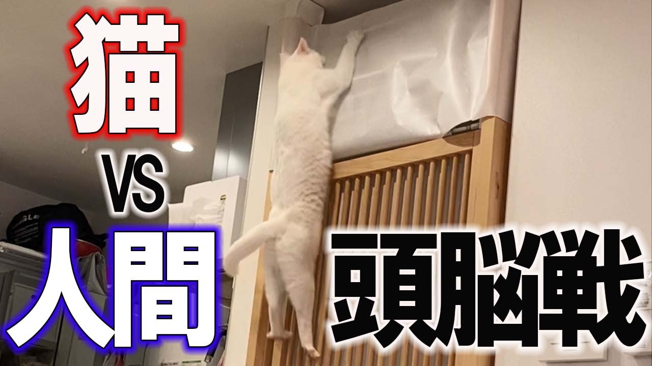 オッドアイが特徴のイタズラ猫【ねこ自慢】