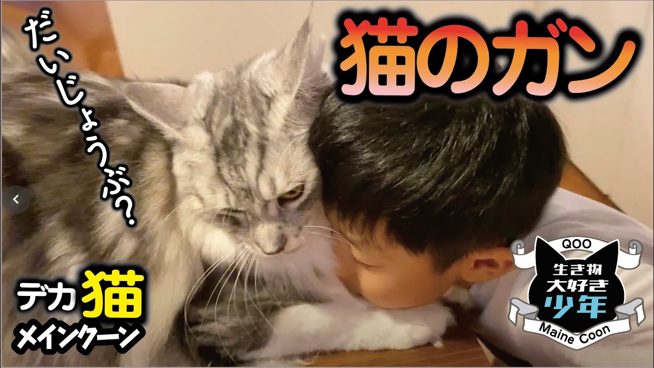 【メインクーン大型猫】猫の乳ガン／乳首に炎症？しこり？