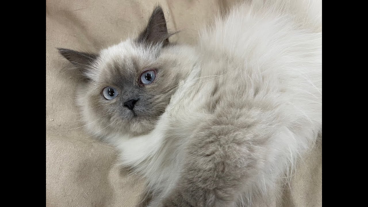 ヒマラヤンの男の子