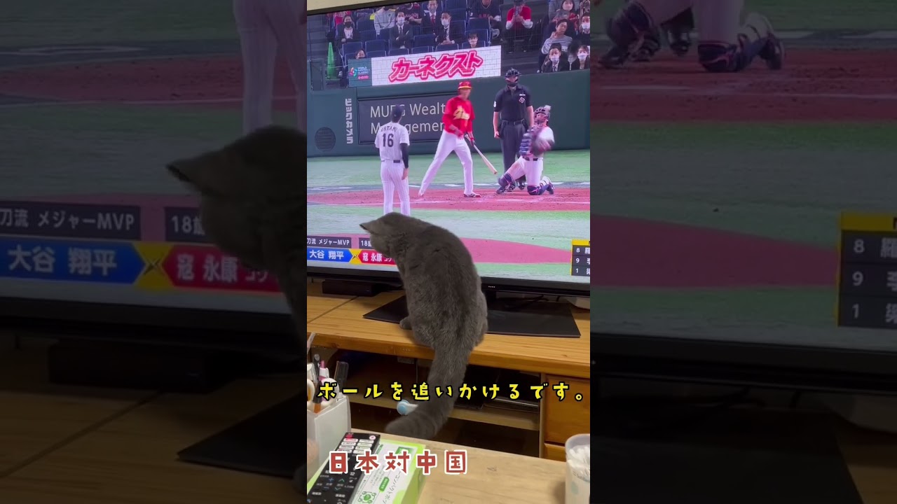 WBCを一緒に観戦🇯🇵対🇨🇳#ねこ #猫 #ブリティッシュショートヘア #shorts