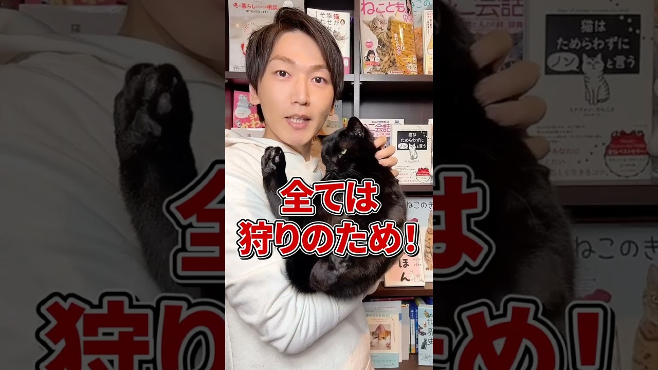 Q：猫ってなんでかわいいの？