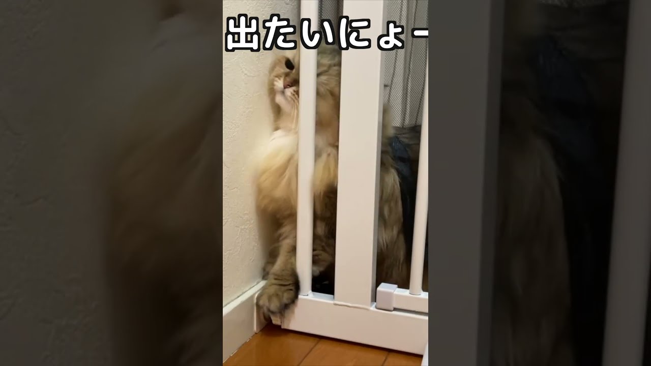 ペットガードに戸惑うペルシャ猫が可愛すぎ！本編はもっと可愛い！#shorts