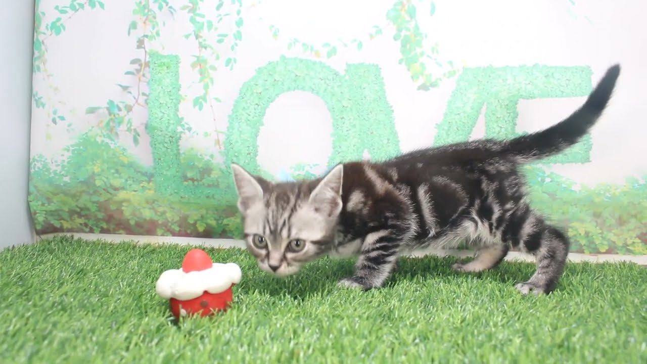 Coo&RIKU　No623745　アメリカンショートヘアー