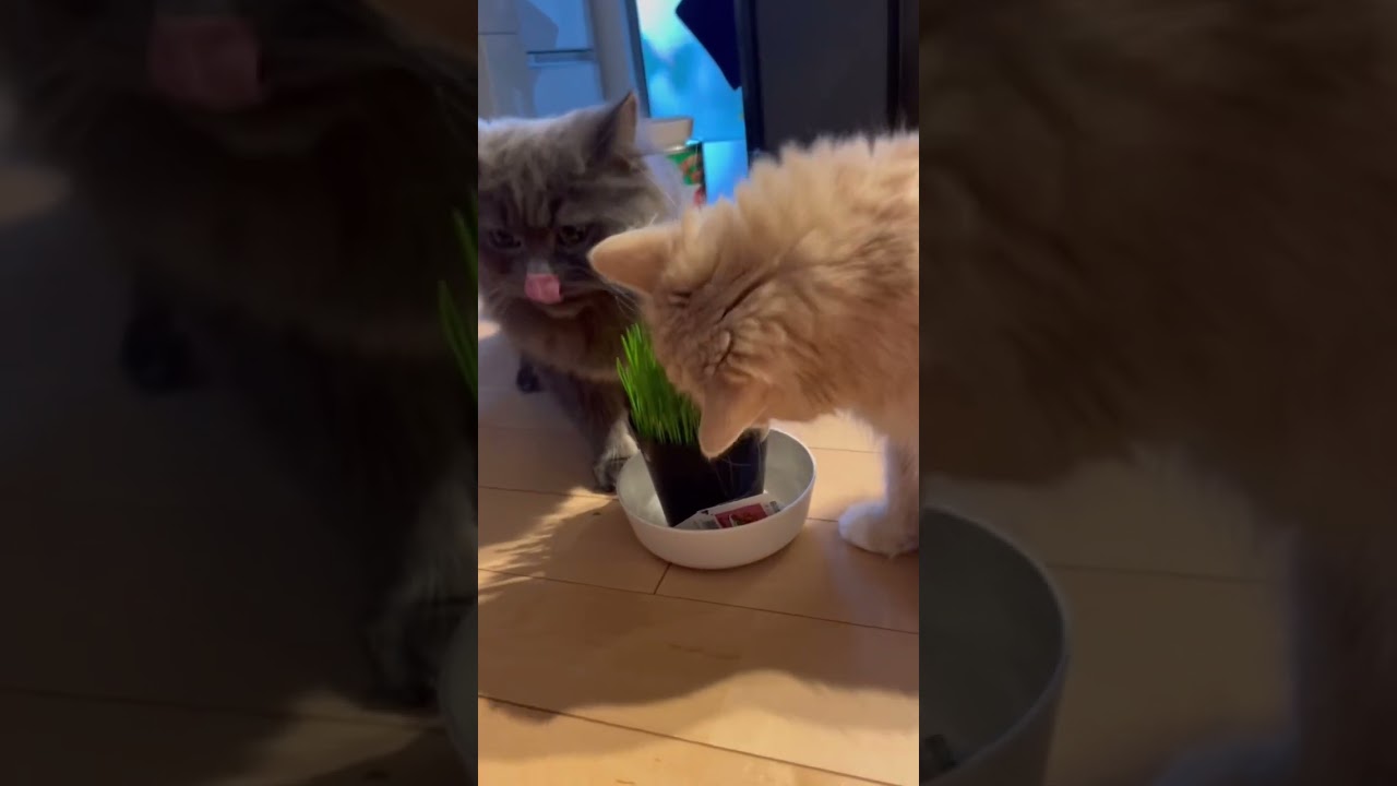初めて猫草を食べるラガマフィン　#ラガマフィン #猫のいる暮らし #猫動画