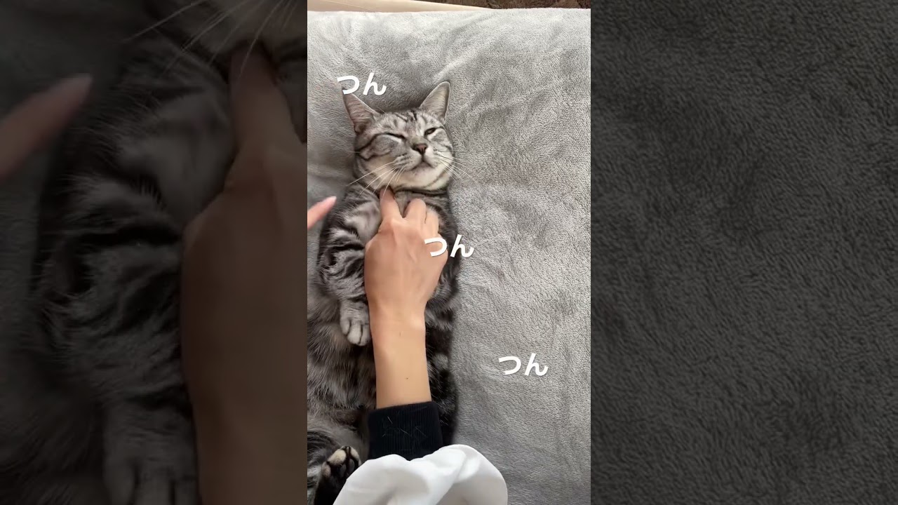 つんつん👉👈無防備ねこ　#ねこ #マンチカン