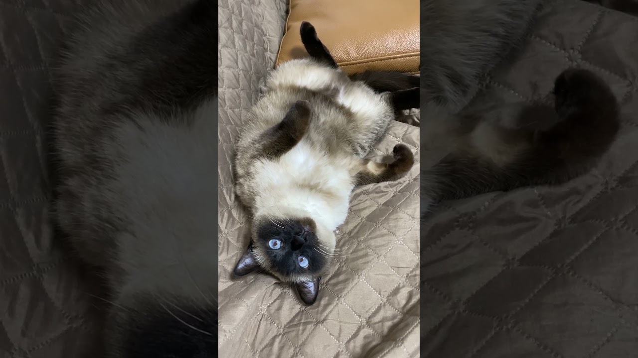 【2023.03.09】今日のシャム猫のふくさん（音無し）【たぬき猫】 #Shorts