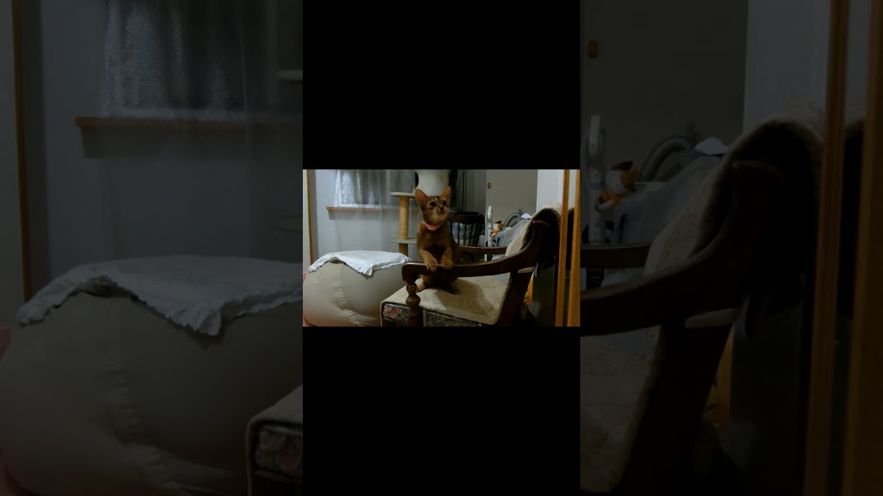 ネコ動画あび#713　#shorts　あびの毎日　アビシニアン　あびブログ