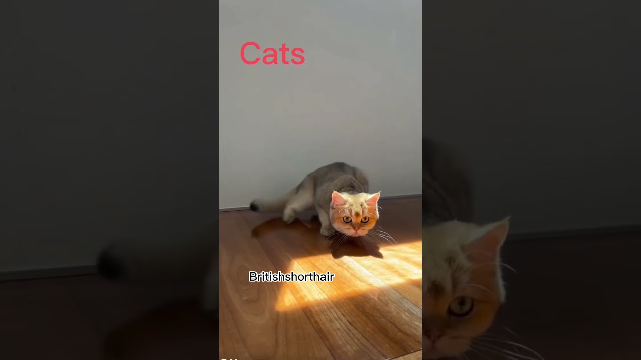 [Cat] [Cats] [Britishshorthair] [猫] [ねこ] [ブリティッシュショートヘア] [고양이] #shorts