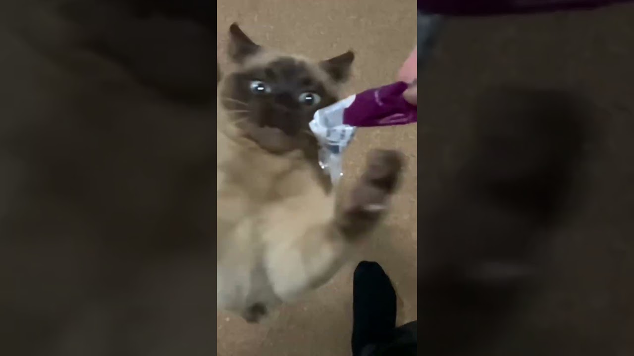 トンキニーズ 【SUPER JUMP】