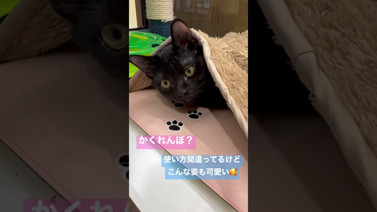 ボンベイちゃん、使い方間違ってますよ！