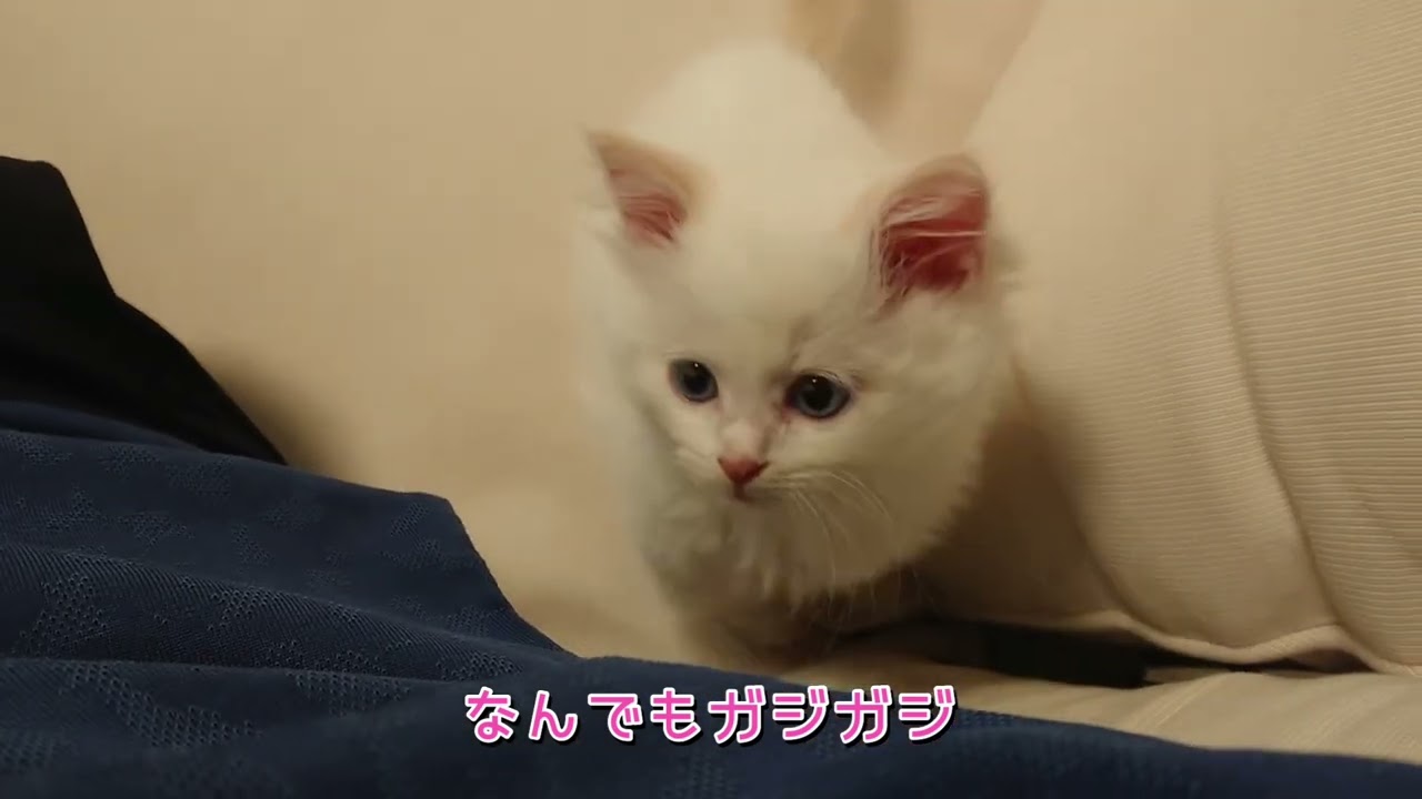 30日後にお迎えされる猫ちゃん(ラグドール生後2ヶ月)