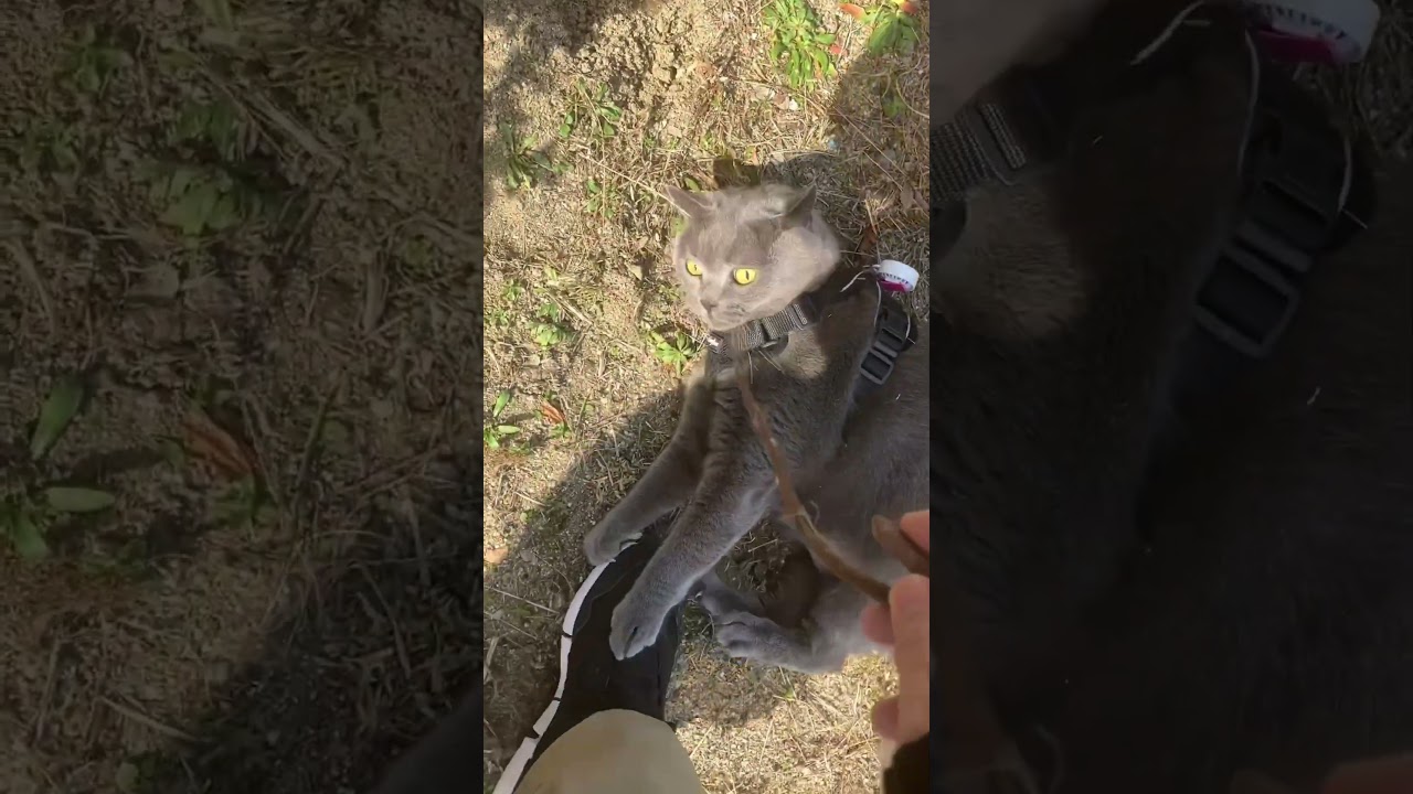 お散歩猫はじめさん #ブリティッシュショートヘア #猫 #shorts