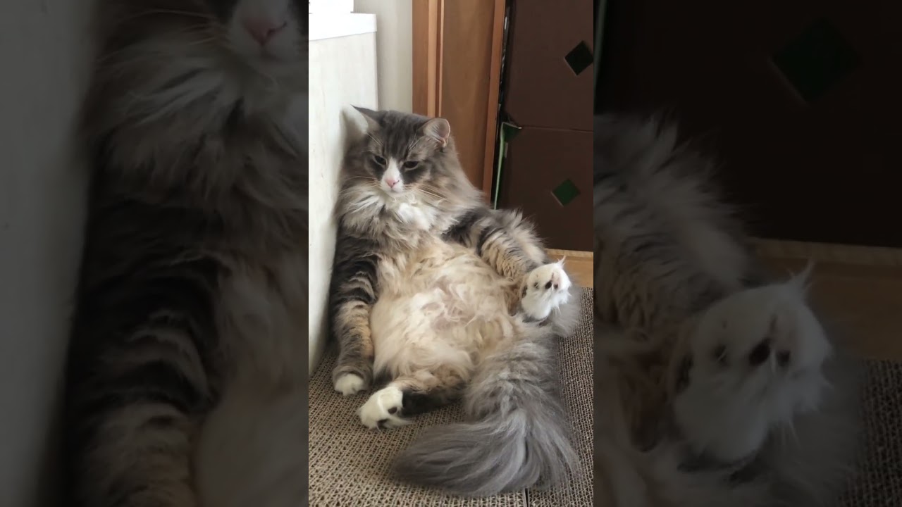 オッサン座り！？(ナニコレ) #shorts #猫動画 #ノルウェージャンフォレストキャット #cat #まな猫