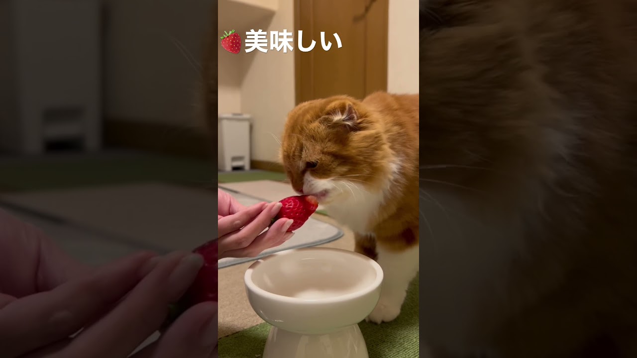 猫に苺🍓 #スコティッシュフォールド折れ耳 #scottishfold #猫 #猫のいる暮らし #shorts