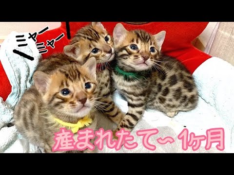 【総集編】祝！月齢1ヶ月！ベンガル子猫の出産〜1ヶ月