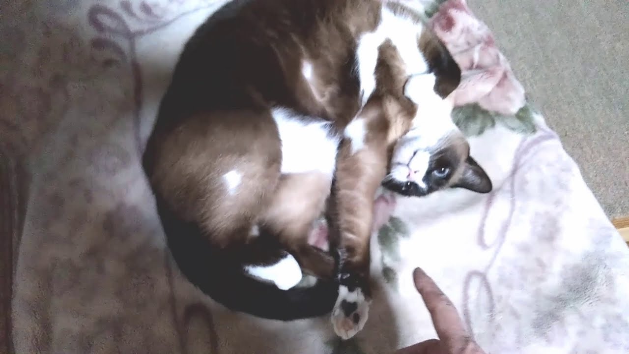 まるまりスノーシュー