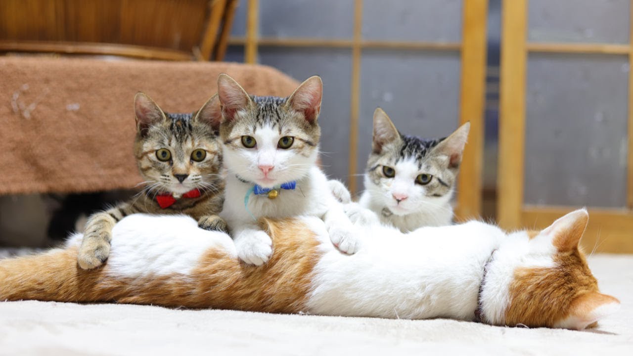 ちろ枕の子猫たち　230318