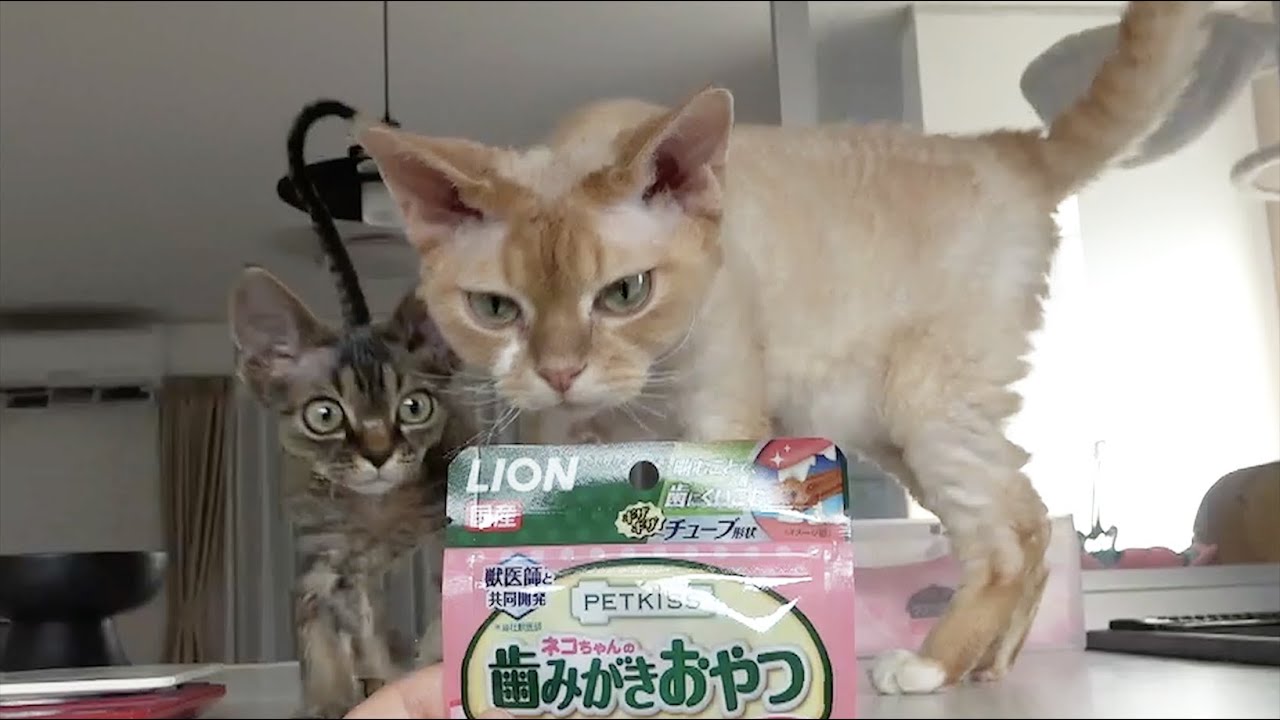 歯磨きおやつで大興奮のデボン兄弟(Devon Rex brothers love eating snacks)