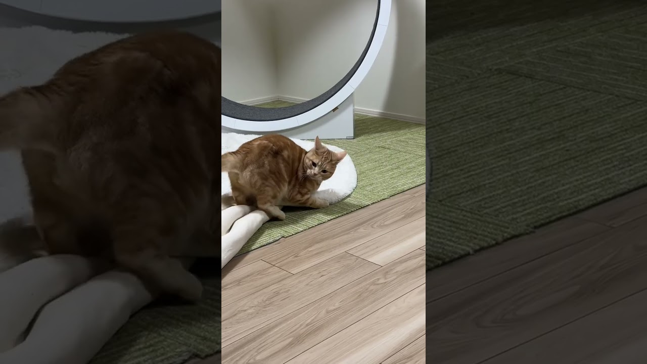 荒ぶるアメショ兄弟の日常　#shorts