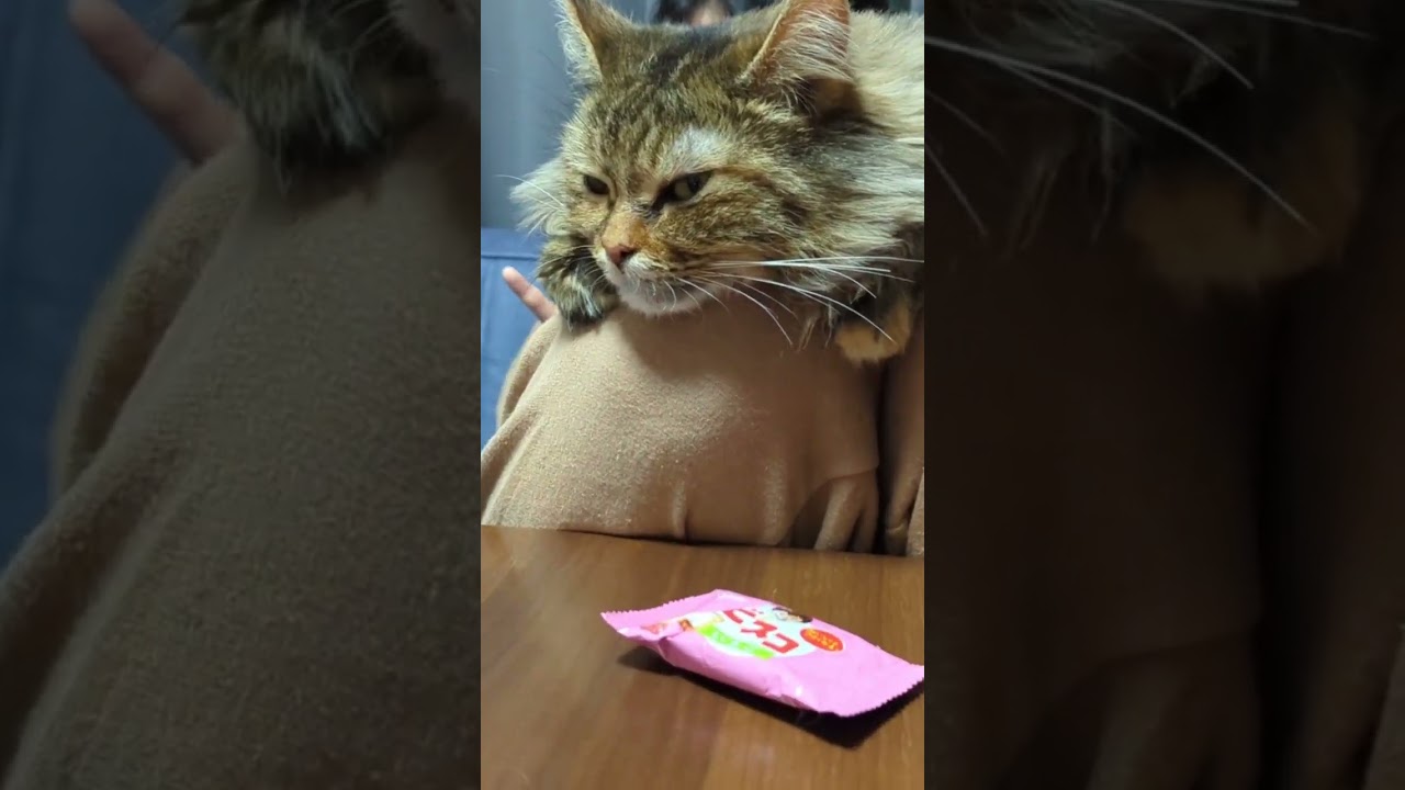 目つきが悪い　#猫のいる生活 #メインクーン #cat #shorts