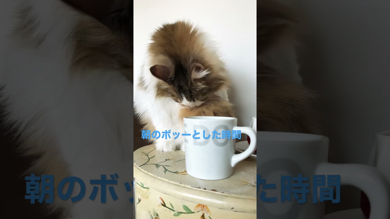 #shortsvideo #shorts #ノルウェージャンフォレストキャット #cats #cat #猫 #大型猫 #猫との暮らし #かわいい ＃猫動画