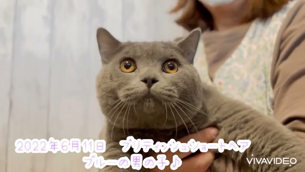 ブリティッシュショートヘア ❤️大きめで性格のいいブルーの男の子です❤️