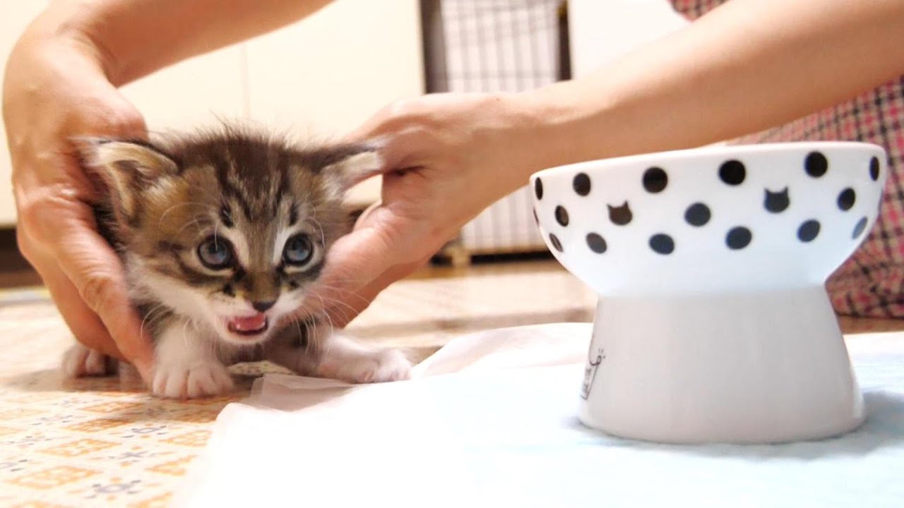 初めての離乳食に臨戦態勢になる子猫でしたが、一口食べたら【赤ちゃん猫　保護猫】