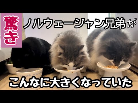 ノルウェージャンフォレストキャットの食欲が止まらない！とってもスゴイんです💦