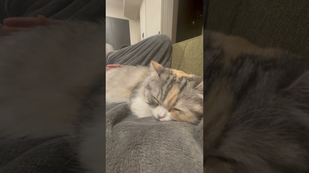 すやすやおやすみタイム💤　#cat #cutecat #子猫 #猫 #癒し #スコティッシュフォールド