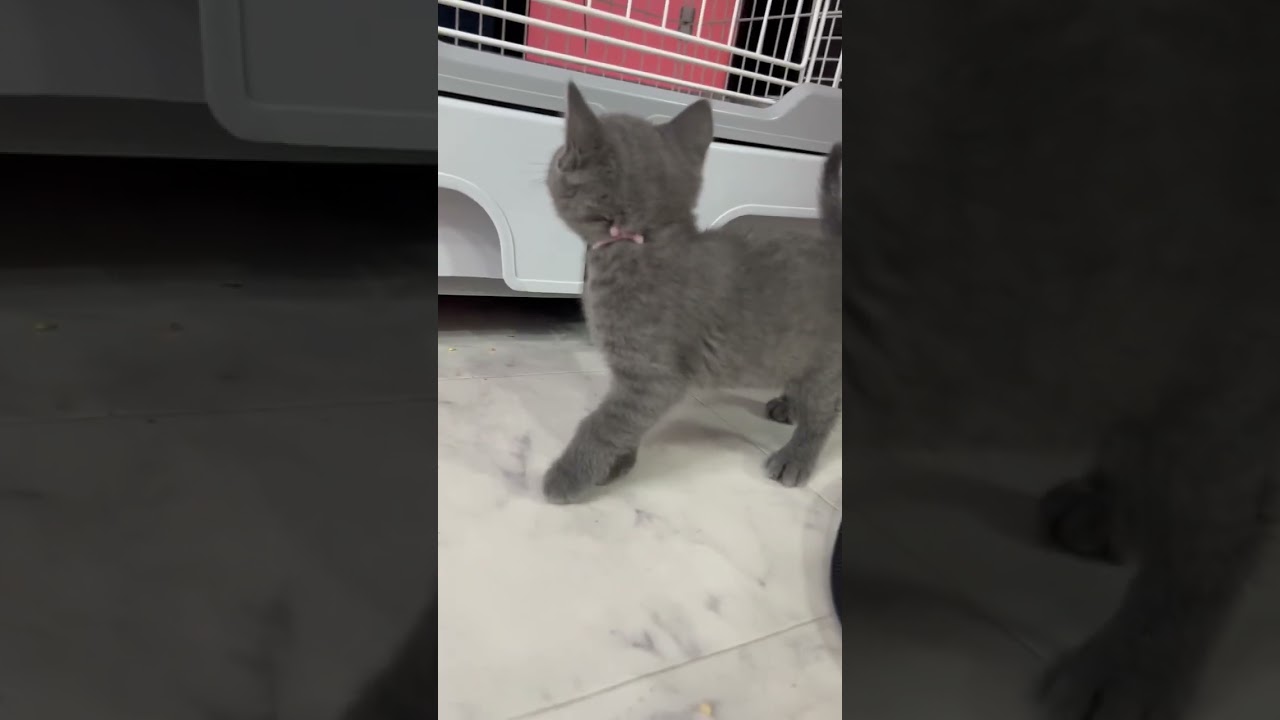 ブリティッシュショートヘア ふわころ♡ ブルー