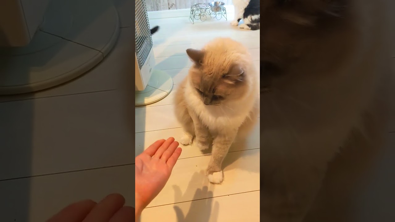 【バーマン・スコティッシュ・エキゾ】猫めし #shorts  #バーマン #スコティッシュ #エキゾチックショートヘア