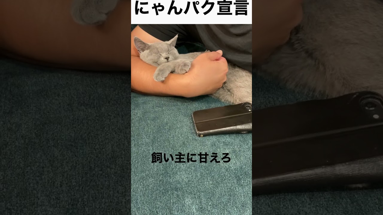 【にゃんパク宣言】猫のいる生活【続編】#shorts #ブリティッシュショートヘア #cat #kucing
