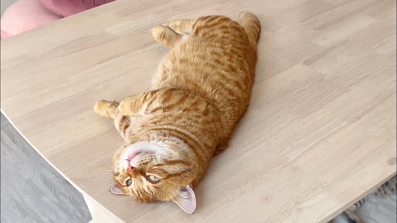 意識がマルチバースに飛んでいった猫。