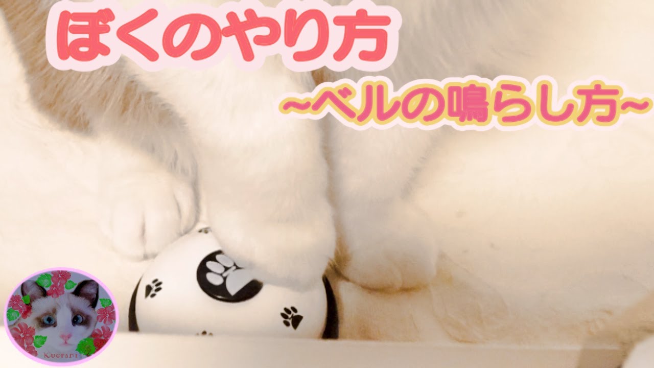 ベルを鳴らせない猫が今日こそは出来るのか！？ Can a cat that can't ring a bell be able to do it today? ?