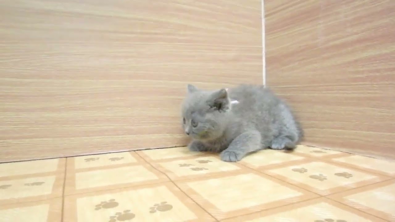 Coo&RIKU　No00621905 ブリティッシュショートヘアー