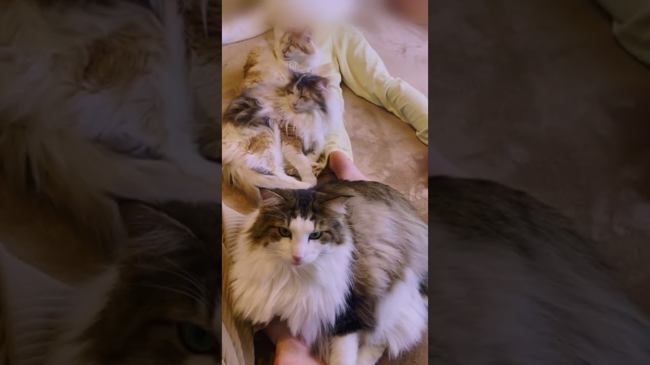 なんで並んでるのw［ノルウェージャンフォレストキャットNorwegian Forest Cat］