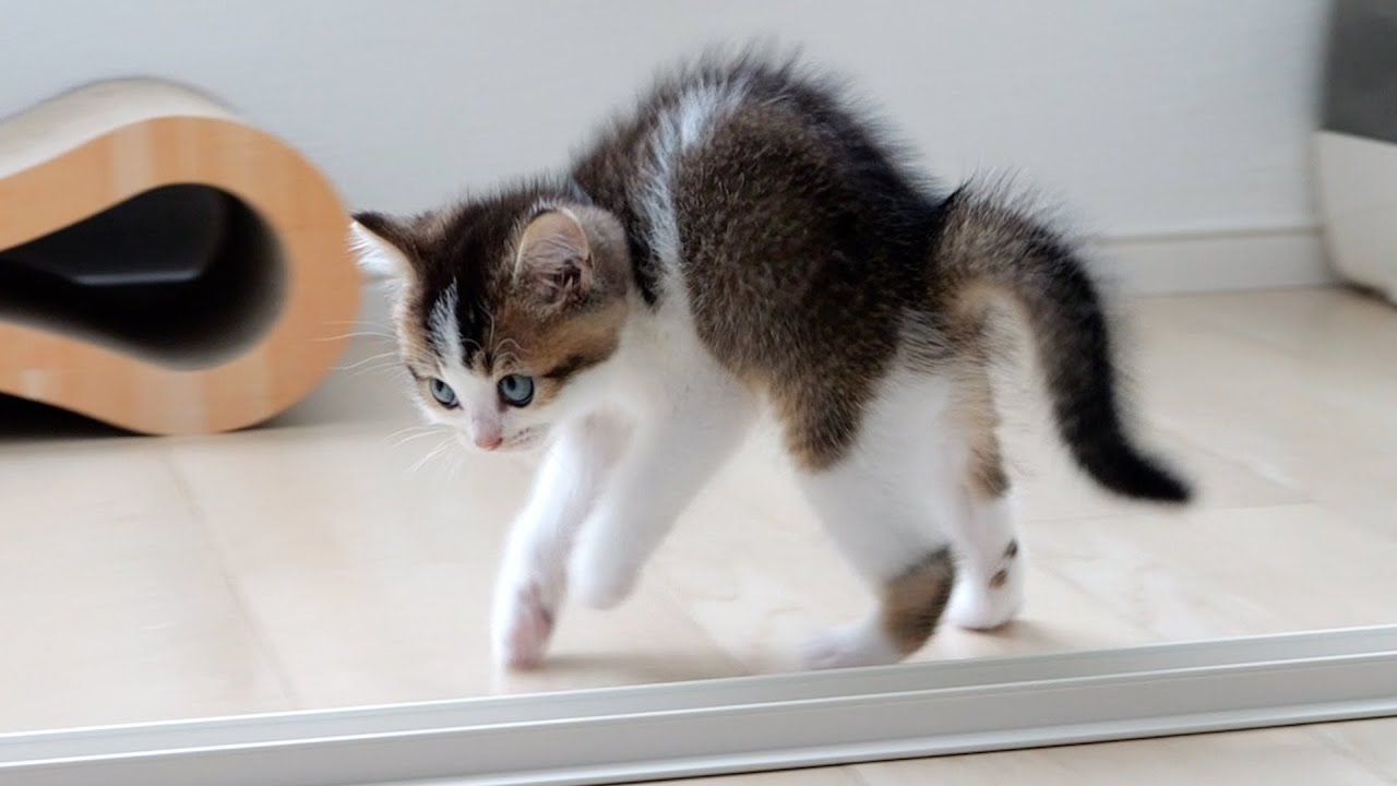 Fifi the kitten threatening with strange steps is cute...