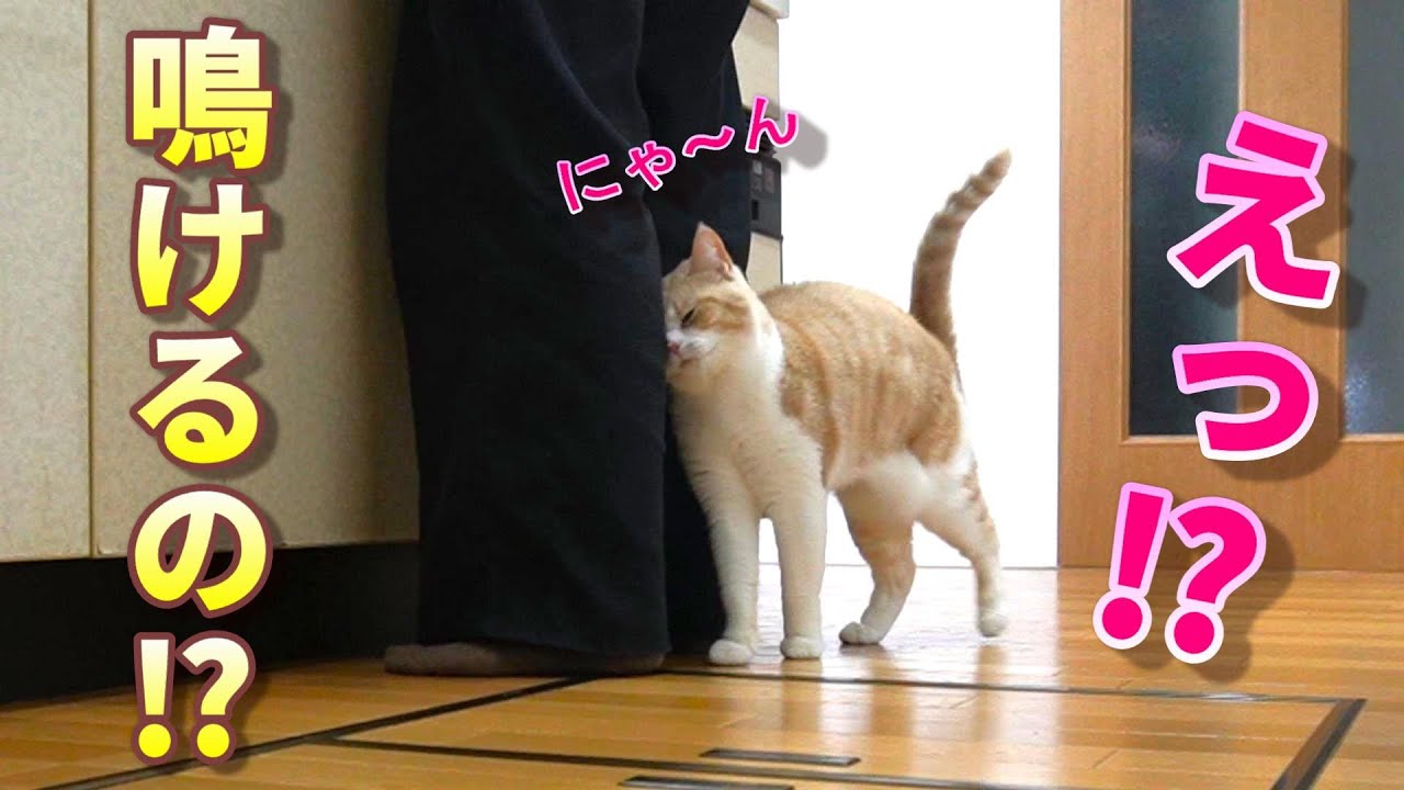 実はママのことが大好きだった猫【スコティッシュフォールド】【アビシニアン】