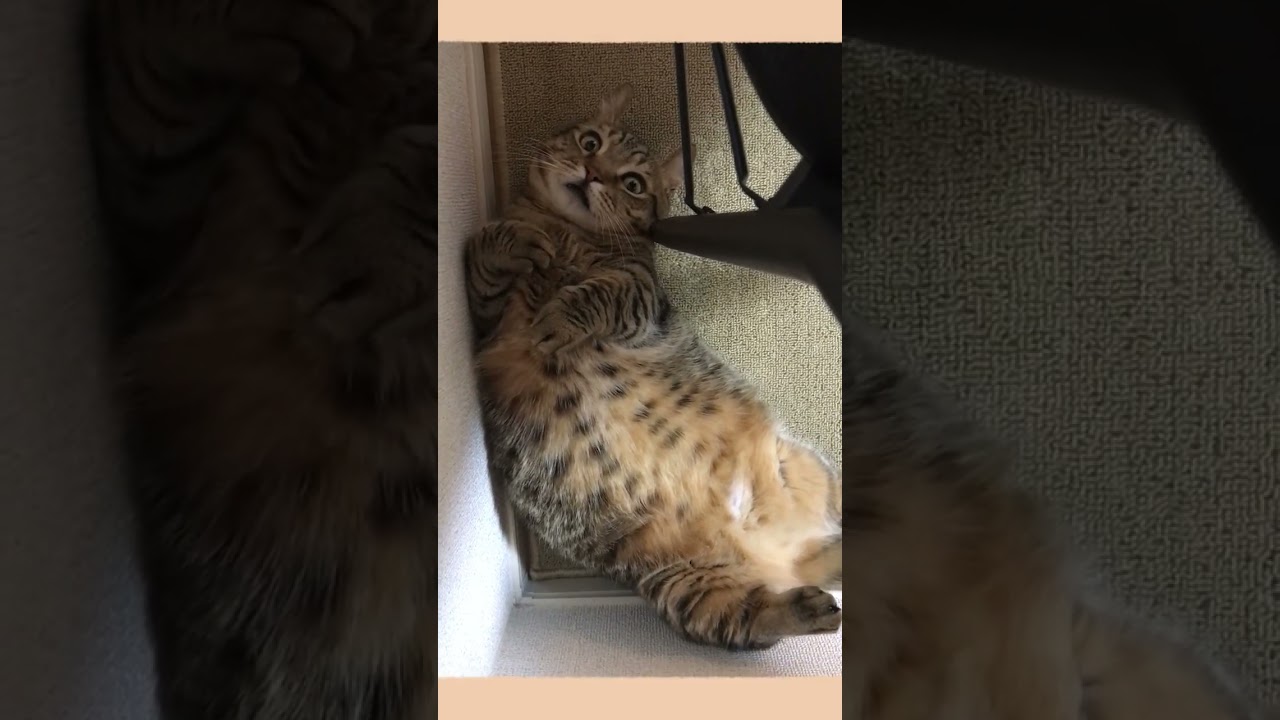 野生のかけらもない