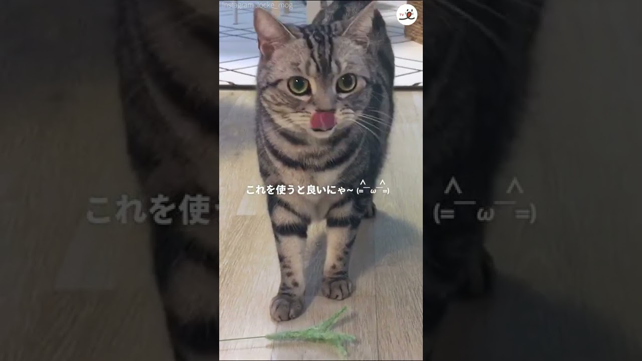 これは断れない…！ 猫ちゃんの積極的なおねだりが可愛すぎだった♡  #Shorts