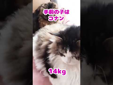 千葉県で、もしかしたら日本で一番大きいメインクーン