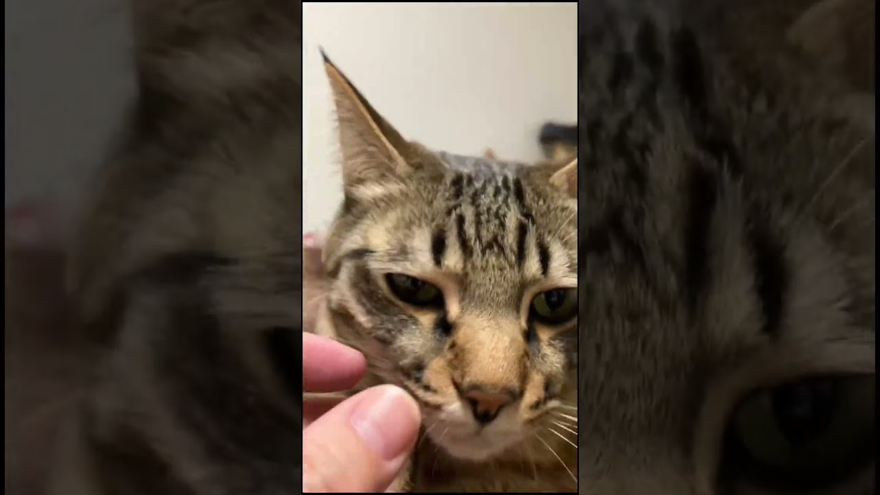 皆んな違ってみんないい #猫 #ブリティッシュショートヘア #short
